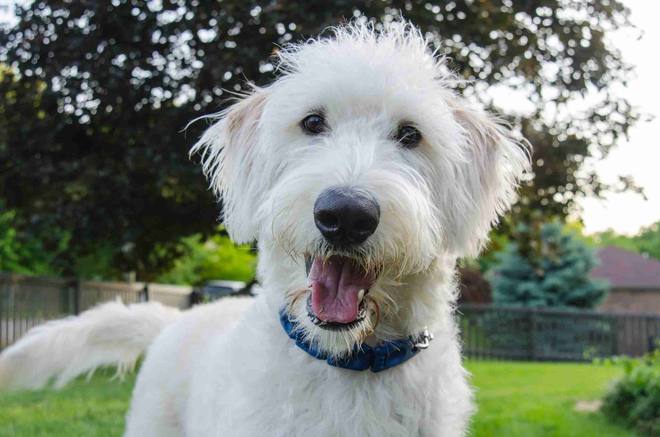 A white labradoodle looks intently at the camera